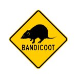bandicoot