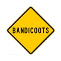 bandicoots